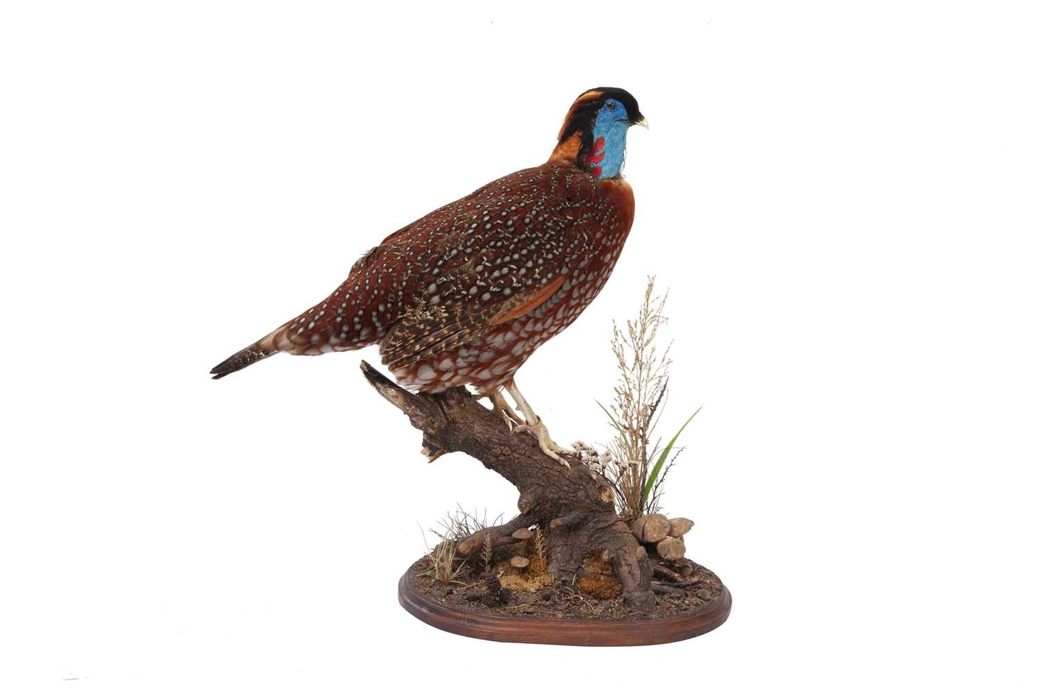 A TAXIDERMY TEMMINCK'S TRAGOPAN (TRAGOPAN TEMMINCKII)