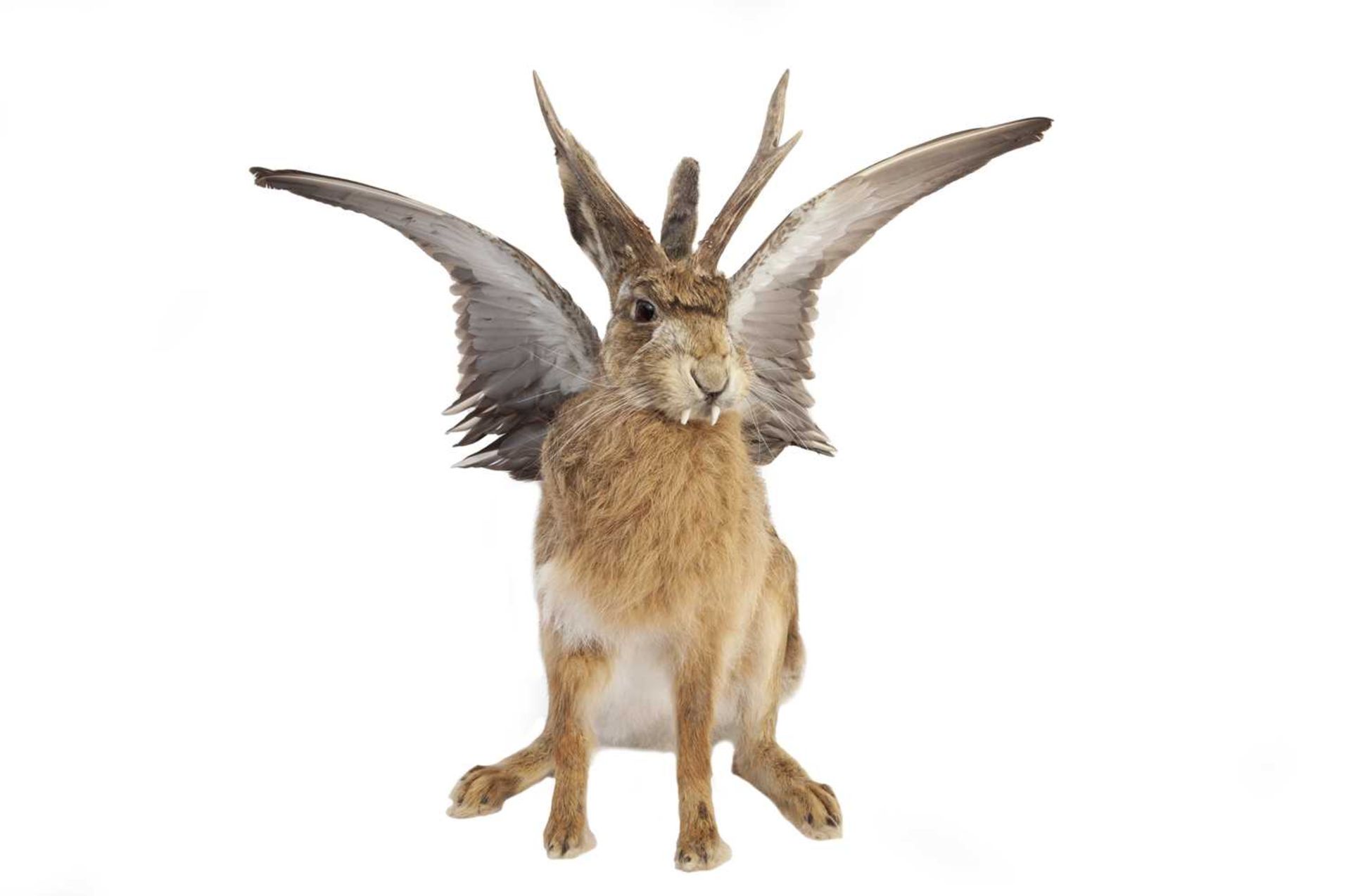 A TAXIDERMY 'WOLPERTINGER' - Image 2 of 3