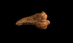 A FOSSILISED CLAW DIGIT FROM THE EXTINCT CAVE BEAR