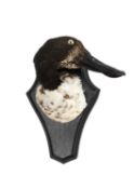 AN UNUSUAL TAXIDERMY SHOVELER DUCK HEAD MOUNT