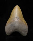 AN EXTINCT FOSSILISED MEGALODON SHARK TOOTH