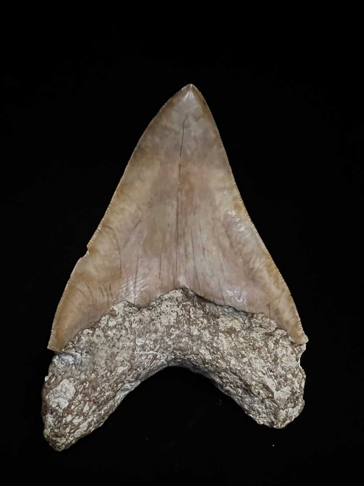 A LARGE FOSSILISED, EXTINCT MEGALODON SHARK TOOTH - Image 2 of 4