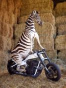 THE ZEBRA BIKER BY ANDRE ROBOLOBAVICH