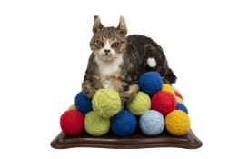 A TAXIDERMY CAT RAISED ON A MOUND OF WOOL