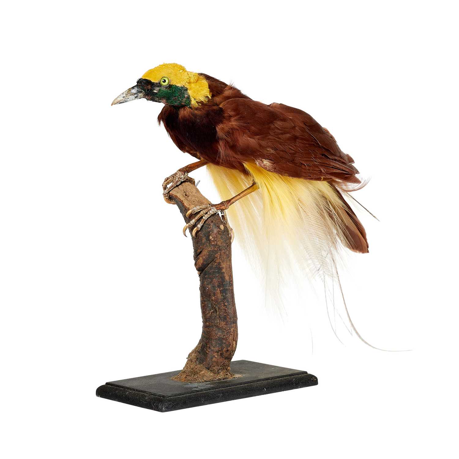 A 19TH CENTURY TAXIDERMY BIRD OF PARADISE - Image 2 of 2