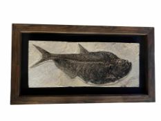 A FOSSILISED DIPLOMYSTUS FISH, 47 MILLION YEARS OLD APPROXIMATELY