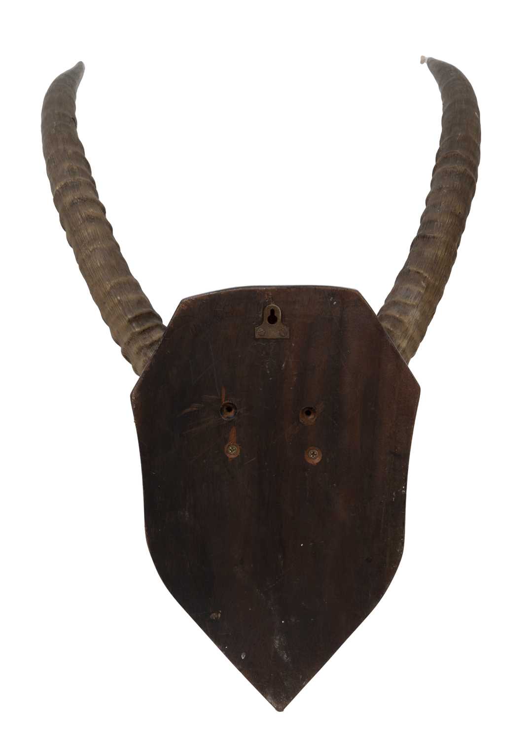 A SET OF AFRICAN WATERBUCK ANTLEOPE HORNS ON SHIELD - Image 2 of 2