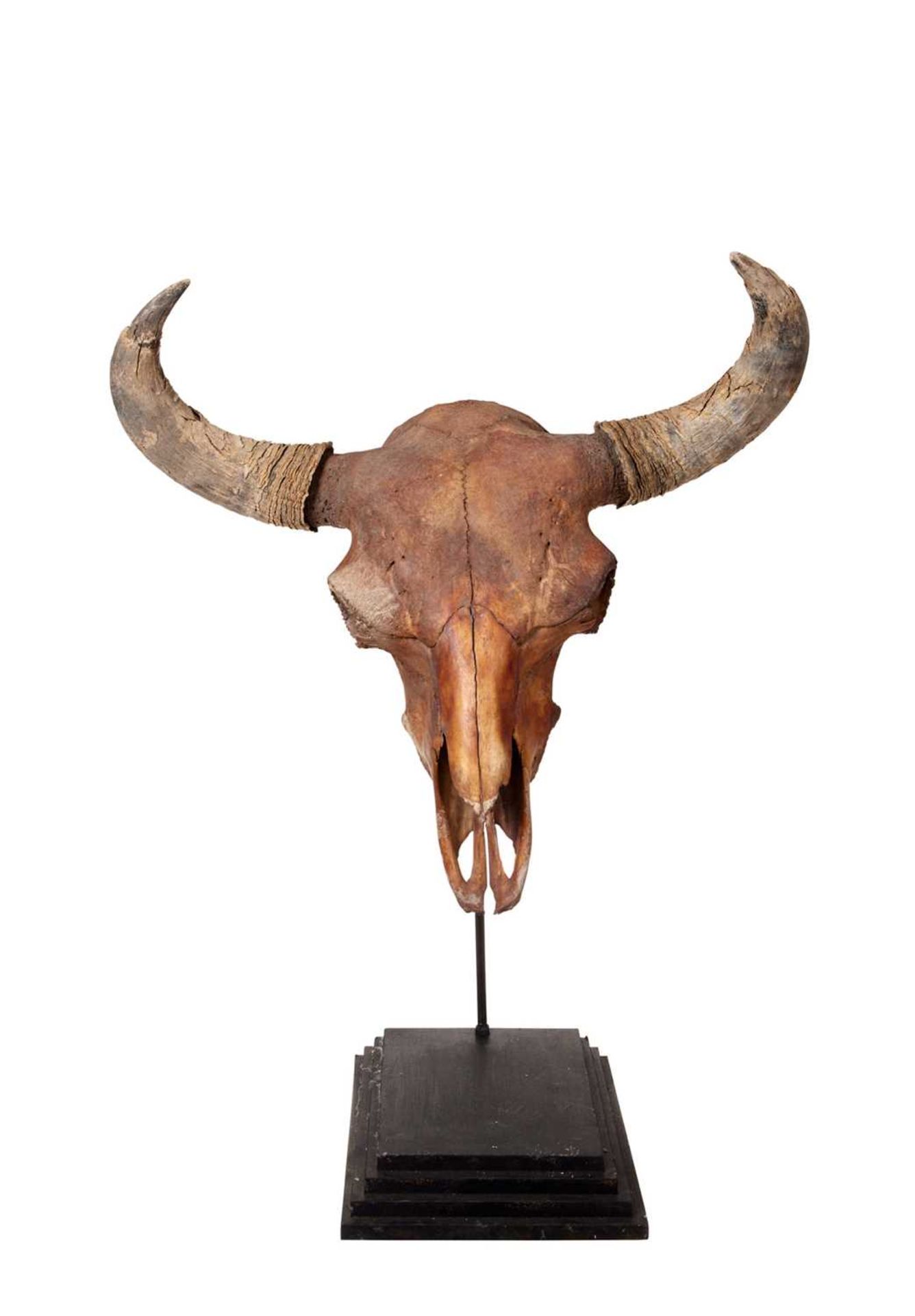 A RARE FOSSILISED SKULL OF AN EXTINCT STEPPE BISON, AT LEAST 10,000 YEARS OLD - Image 2 of 4