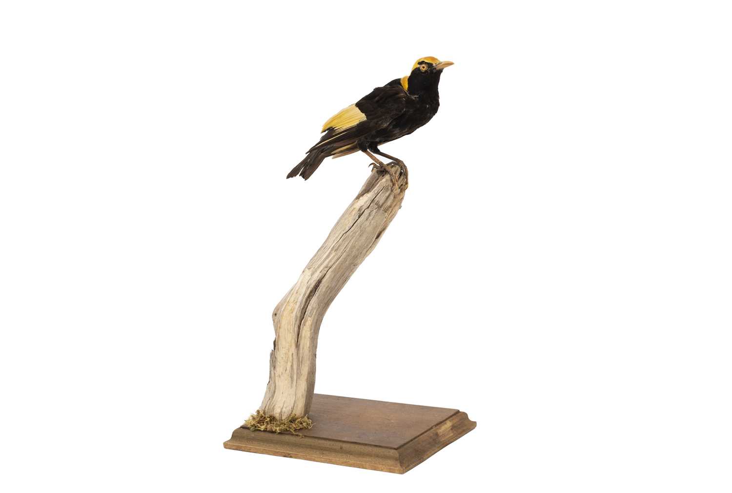 A TAXIDERMY REGENT BOWERBIRD (SERICULUS CHRYSOCEPHALUS)