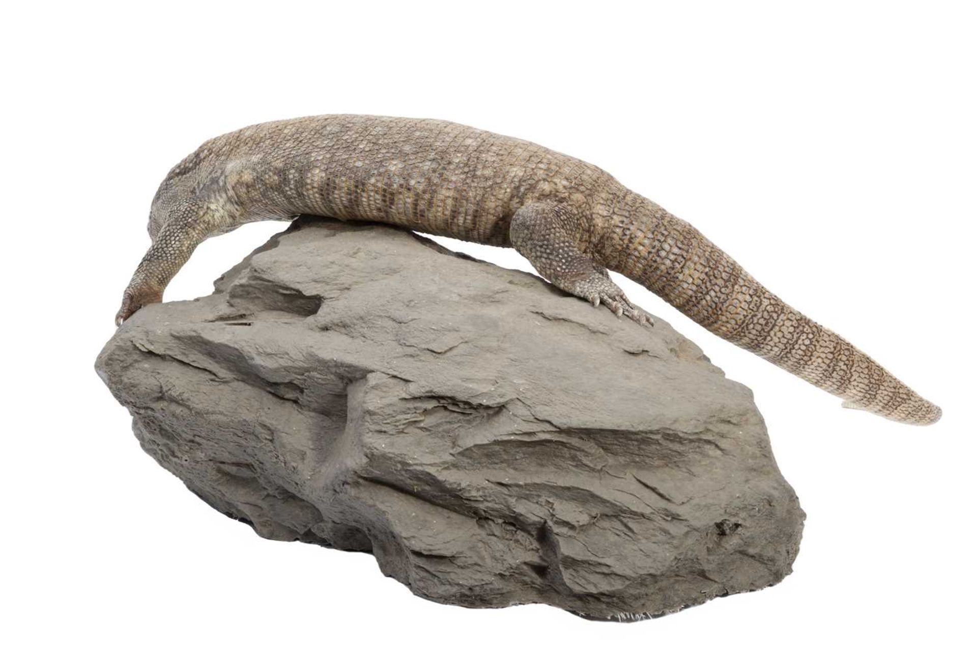 A TAXIDERMY STUDY OF A SAVANNAH MONITOR (VARANUS EXANTHEMATICUS) - Image 3 of 3
