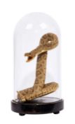 A TAXIDERMY RATTLESNAKE (CROTALUS)