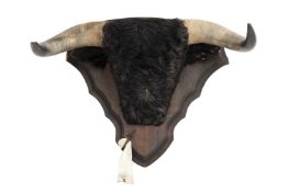 A TAXIDERM SPANISH BULL HORNS WITH HEAD CAPE AND EARS.