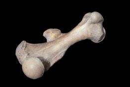 A RARE FOSSILISED EXTINCT WOOLLY RHINOCEROS FEMUR BONE (COELODONTA ANTIQUITATIS)