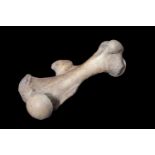 A RARE FOSSILISED EXTINCT WOOLLY RHINOCEROS FEMUR BONE (COELODONTA ANTIQUITATIS)