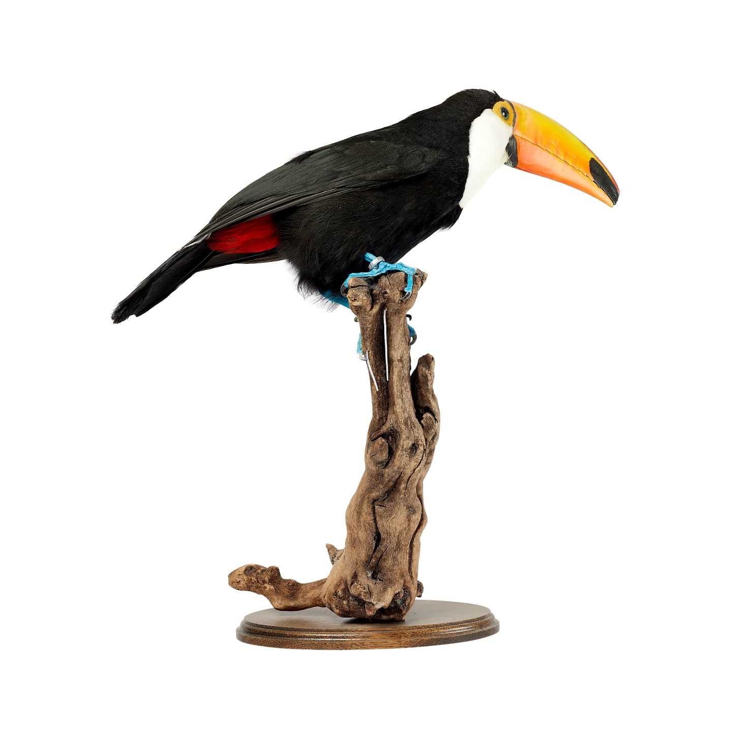 A TAXIDERMY TOCO TOUCAN - Image 2 of 2