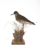 A TAXIDERMY REDSHANK (TRINGA TOTANUS)