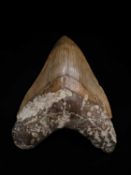 A LARGE FOSSILISED, EXTINCT MEGALODON SHARK TOOTH