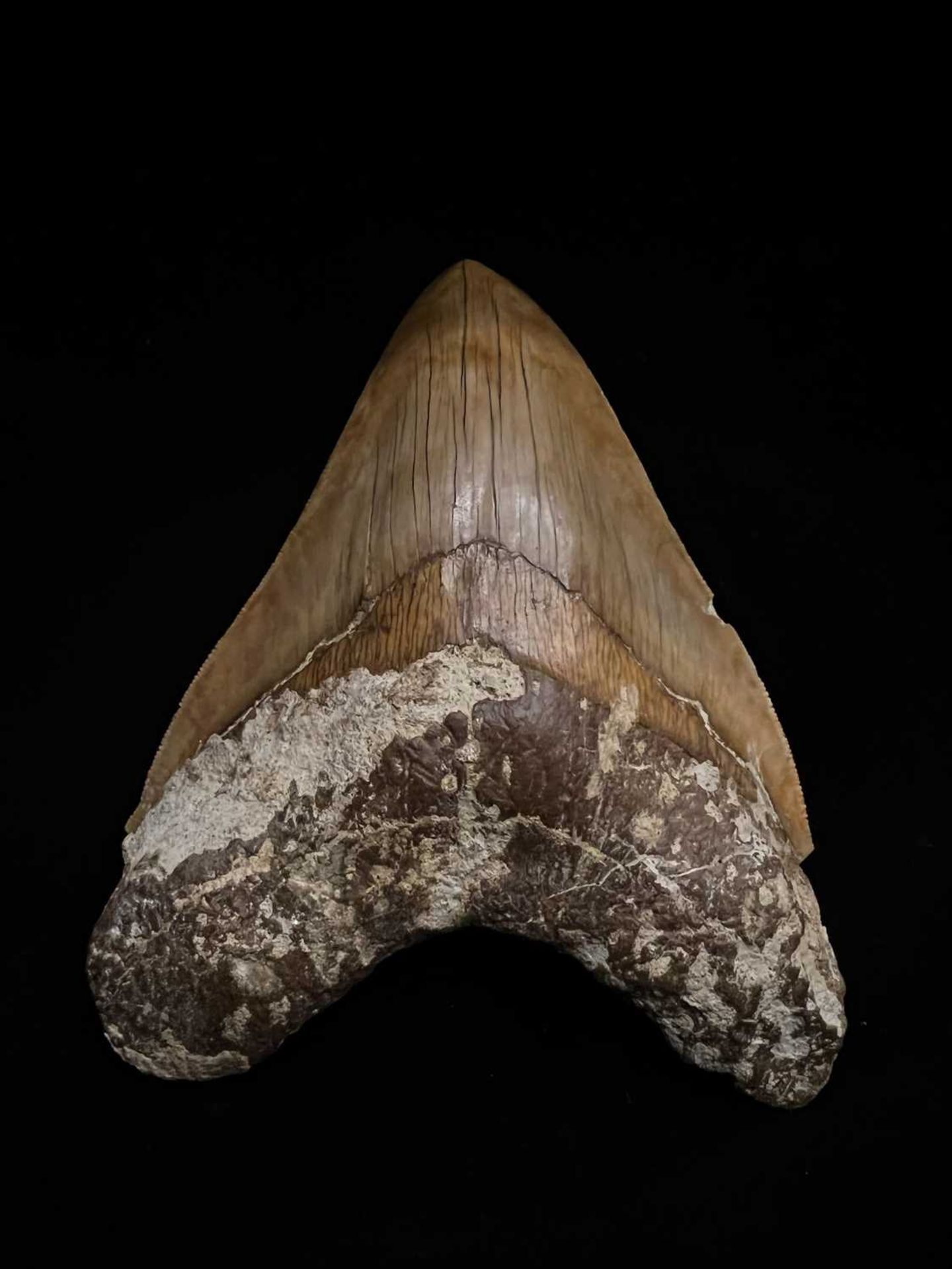 A LARGE FOSSILISED, EXTINCT MEGALODON SHARK TOOTH