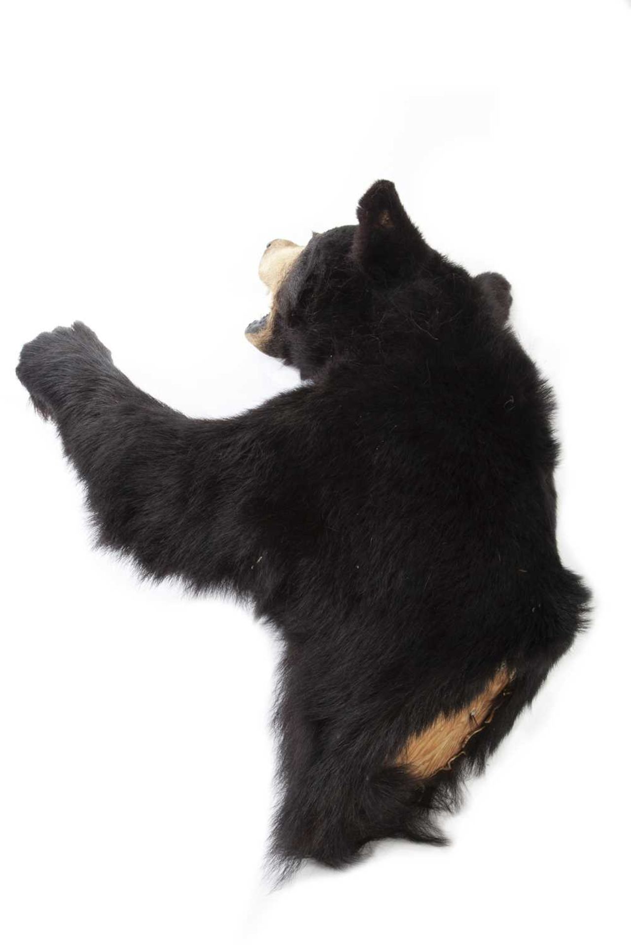 A TAXIDERMY WALL MOUNTED CANADIAN BLACK BEAR (URSUS AMERICANUS) - Image 2 of 2
