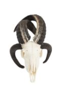 A FOUR HORN JACOB SHEEP SKULL WITH CROSSED HORNS