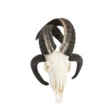 A FOUR HORN JACOB SHEEP SKULL WITH CROSSED HORNS
