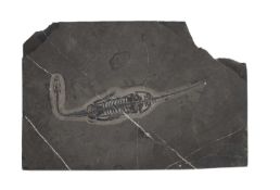 A KEICHOSAURUS FOSSIL, APPROXIMATELY 240 MILLION YEARS OLD