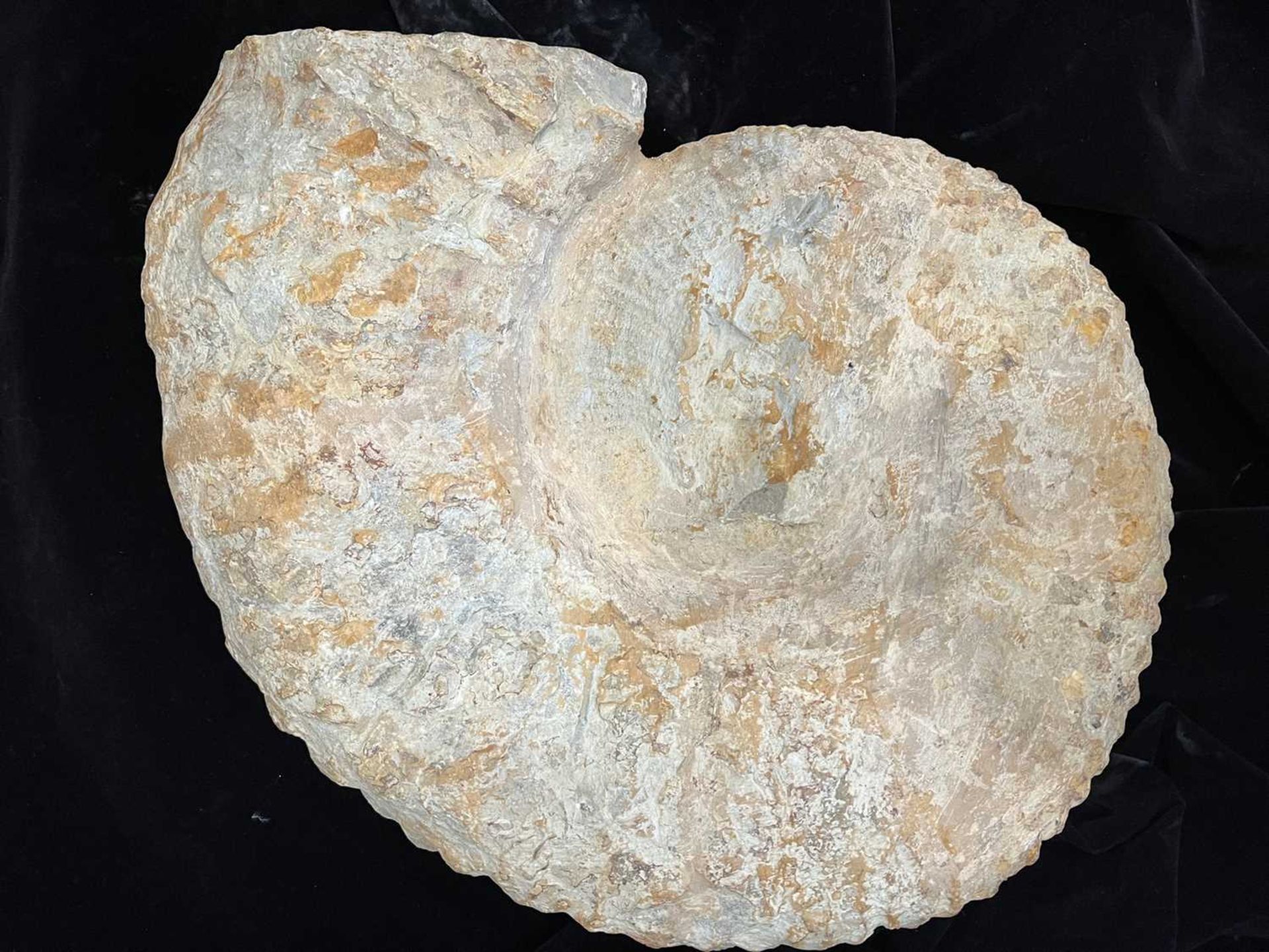 AN ACANTHOCERAS AMMONITE (ROUGH LIMESTONE), LOWER CRETACEOUS PERIOD - Image 4 of 5