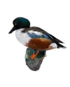 A TAXIDERMY NORTHERN SHOVELER (SPATULA CLYPEATA)