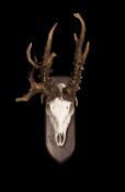 A TAXIDERMY ROE DEER HEAD WITH MALFORMED ANTLERS