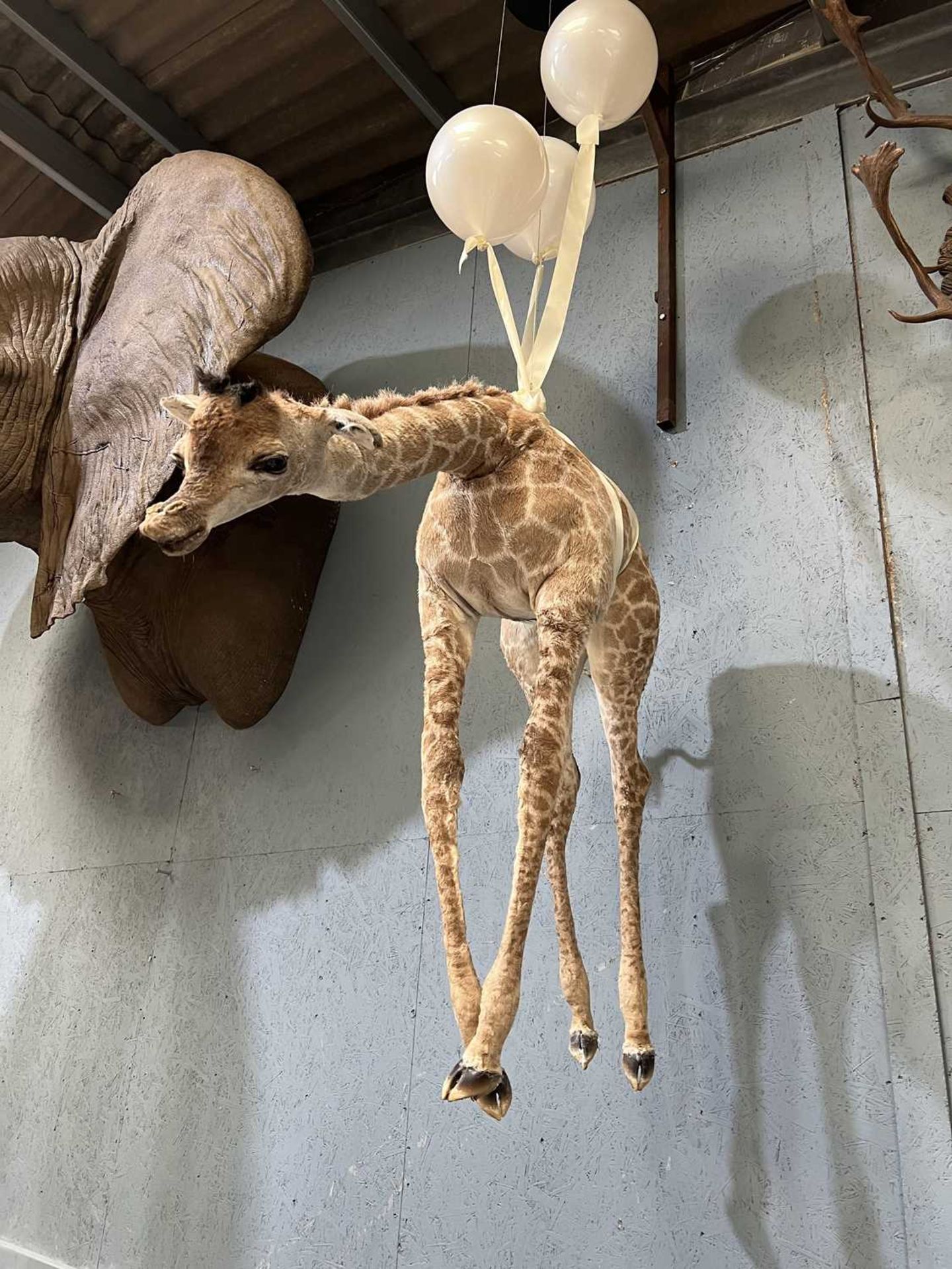 A FLOATING BABY GIRAFFE BY SIMON 'THE STUFFA' WILSON - Bild 4 aus 5