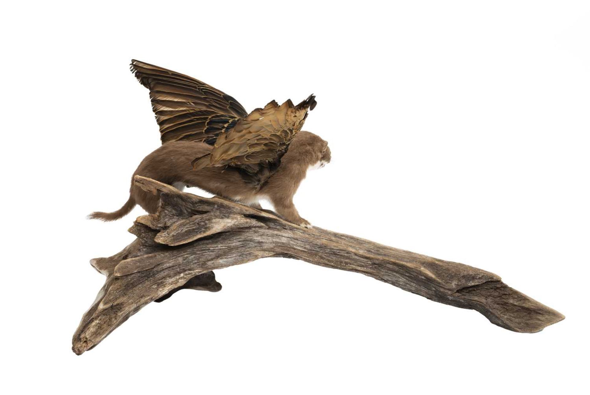 A TAXIDERMY MYTHICAL WINGED WEASEL - Image 2 of 2