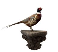 A TAXIDERMY PHEASANT ON SCONCE