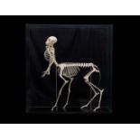 THE SKELETON OF A MINIATURE 'CENTAUR'