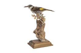 A TAXIDERMY NEW HOLLAND HONEYEATER (PHYLIDONYRIS NOVAHOLLANDIAE)