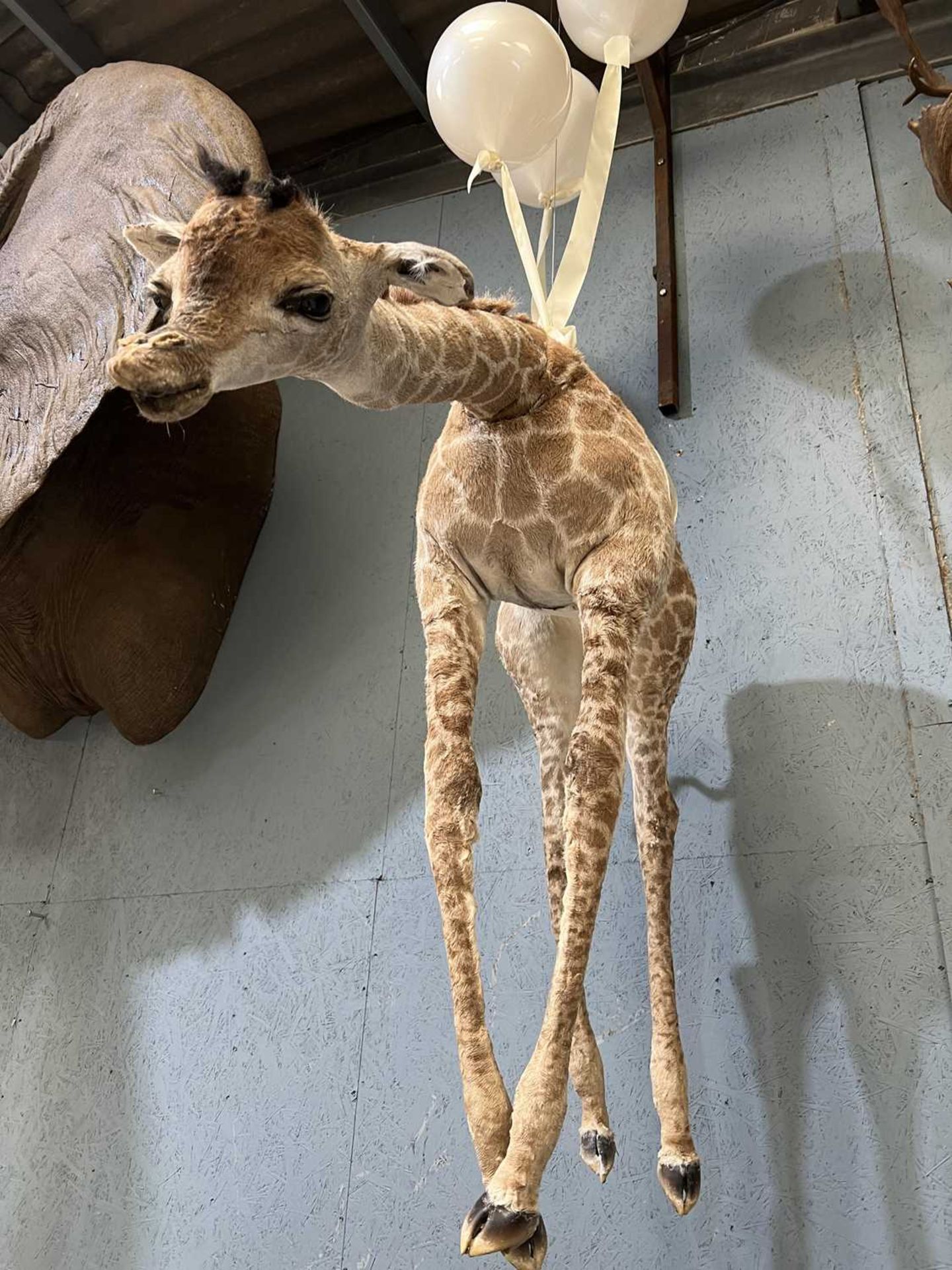 A FLOATING BABY GIRAFFE BY SIMON 'THE STUFFA' WILSON - Bild 5 aus 5