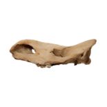 A RARE FOSSILISED EXTINCT WOOLLY RHINOCEROS SKULL (COELODONTA ANTIQUITATIS)