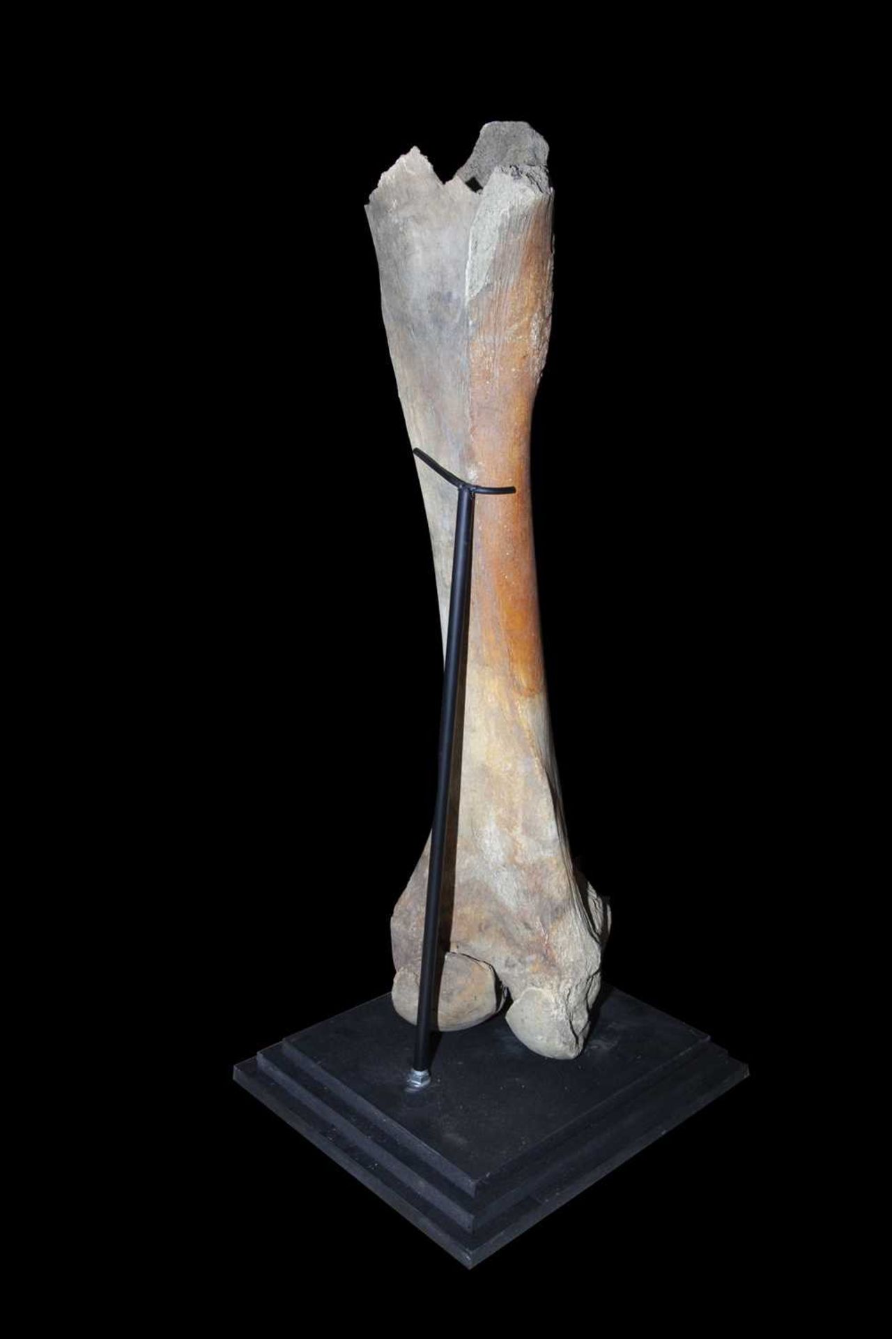 A FOSSILISED EXTINCT WOOLLY MAMMOTH FEMUR BONE, AT LEAST 10,000 YEARS OLD - Image 2 of 2