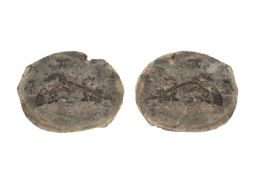 BARASAURUS FOSSILS, POSITIVE AND NEGATIVE PLATES