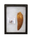 A CARCHARODONTOSAURUS TOOTH