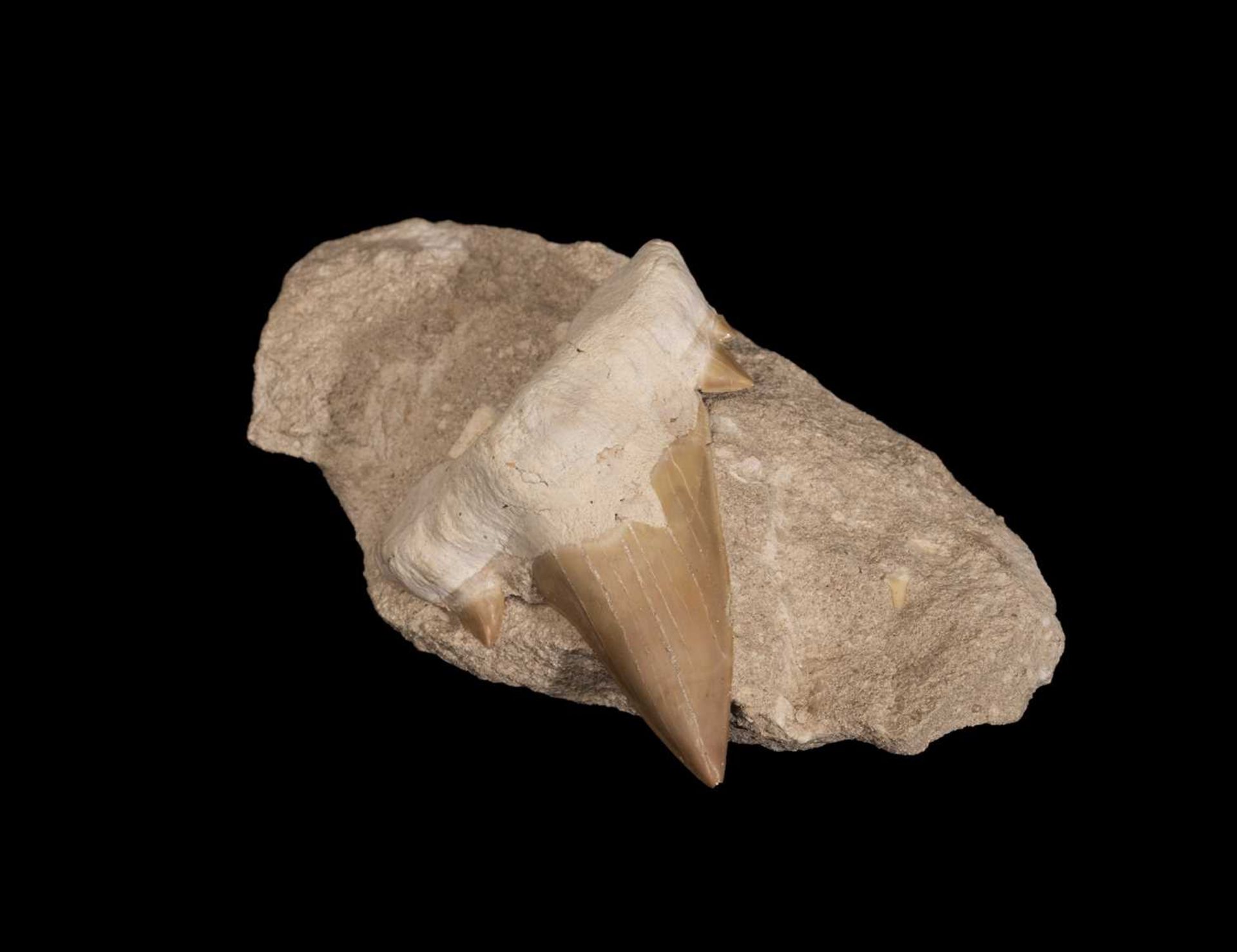 A FOSSILISED EXTINCT OTODUS SHARK TOOTH ON MATRIX