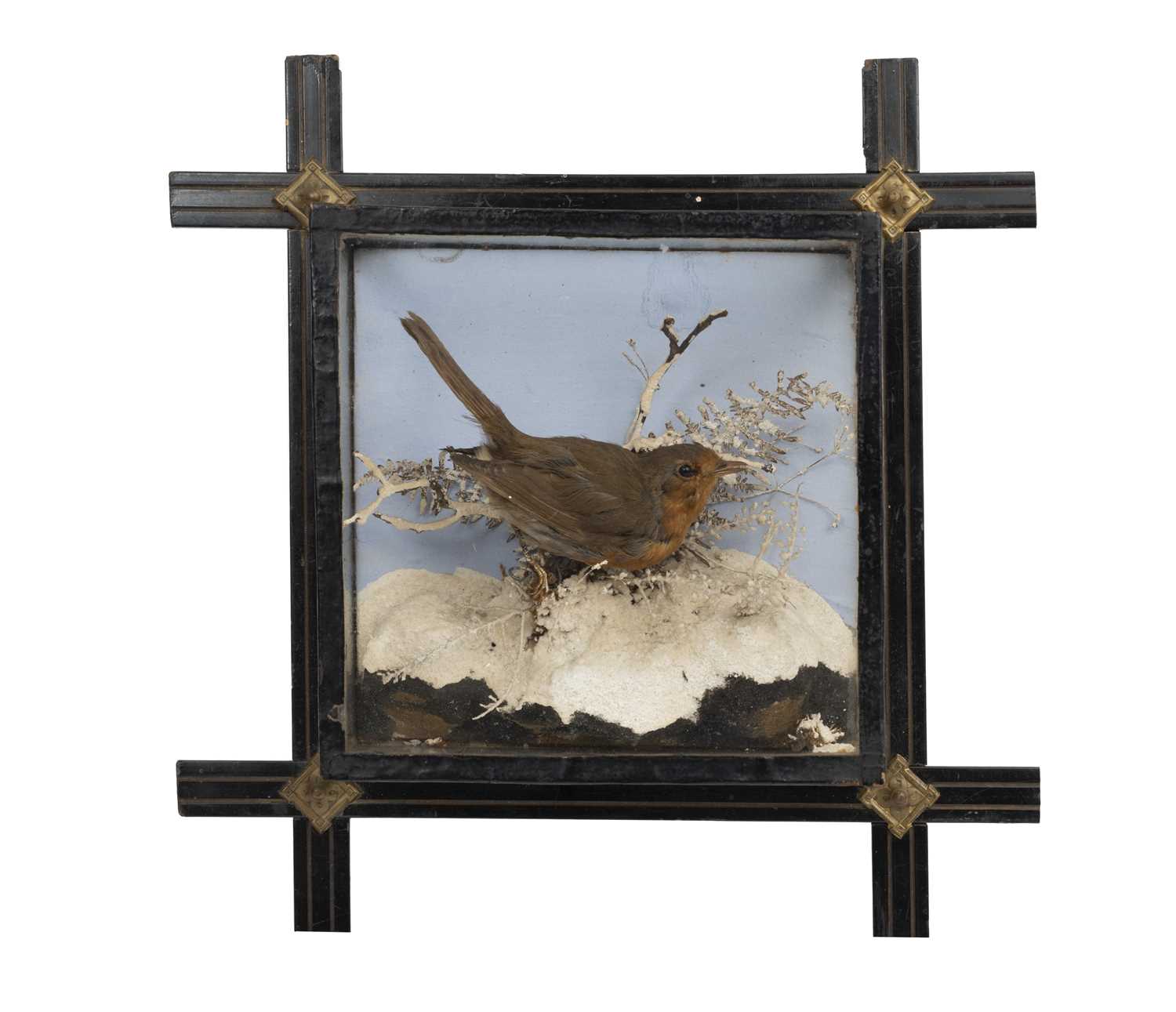 A TAXIDERMY ROBIN IN WINTER SCENE WALL HANGING GLASS CASE