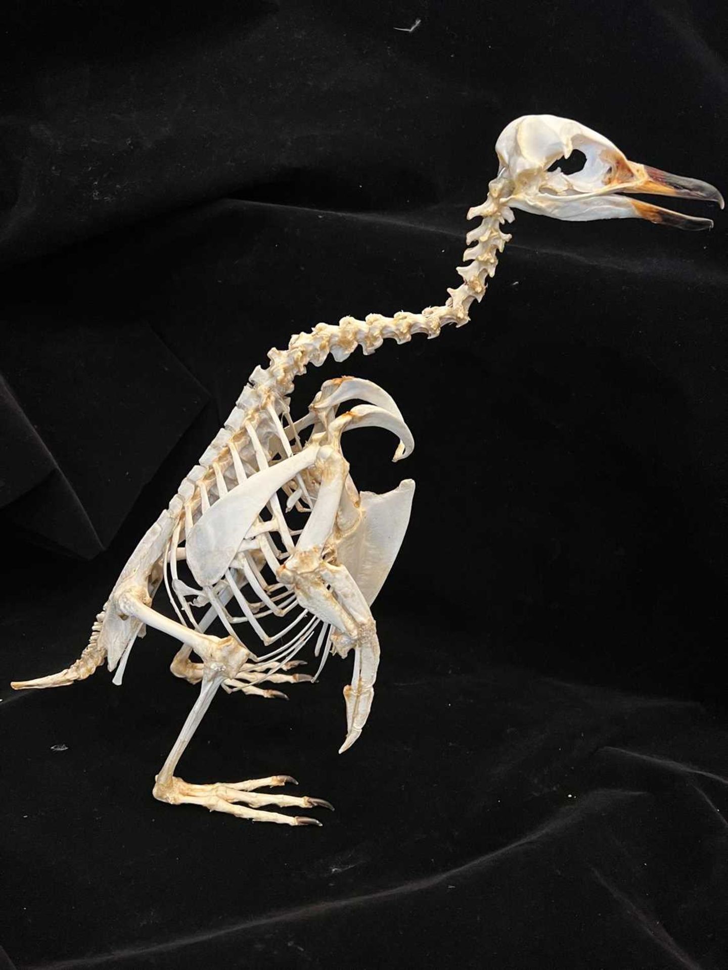 A TAXIDERMY / OSTEOLOGY PENGUIN SKELETON. - Image 6 of 8