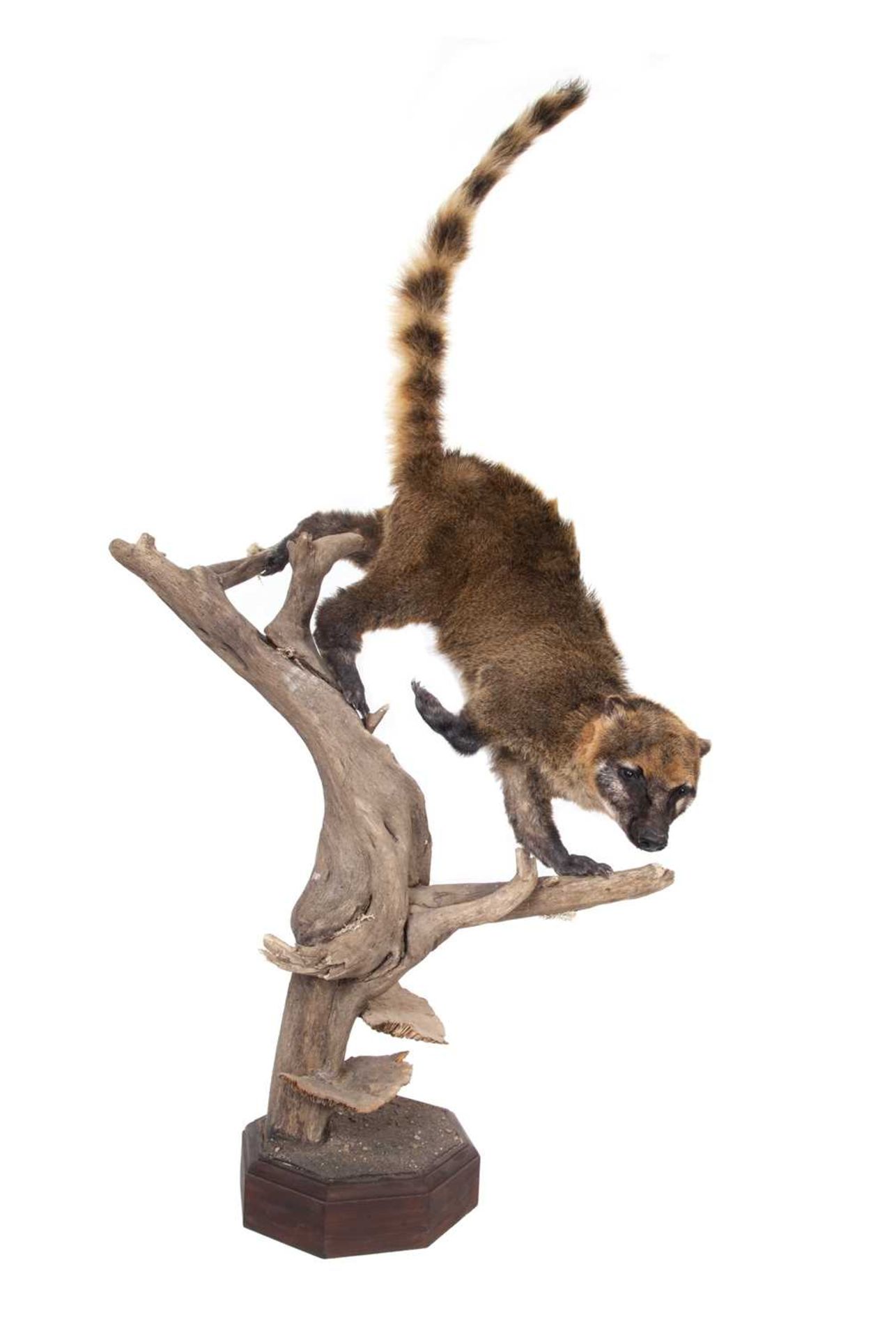 A TAXIDERMY FULL MOUNT STUDY OF A COATI - Image 2 of 3