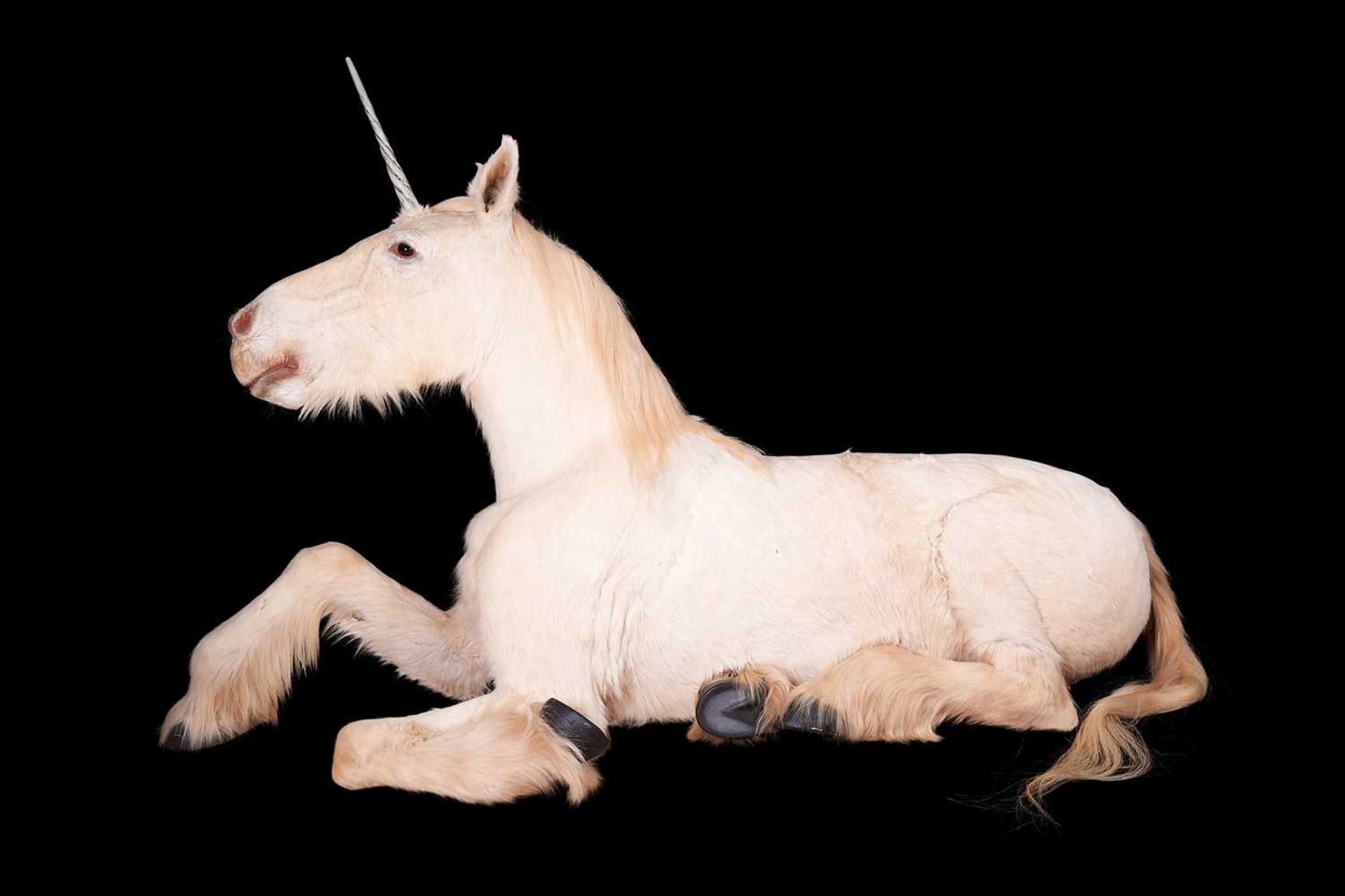 A TAXIDERMY FULL MOUNT 'UNICORN' (EQUUS CABALLUS) - Bild 2 aus 7