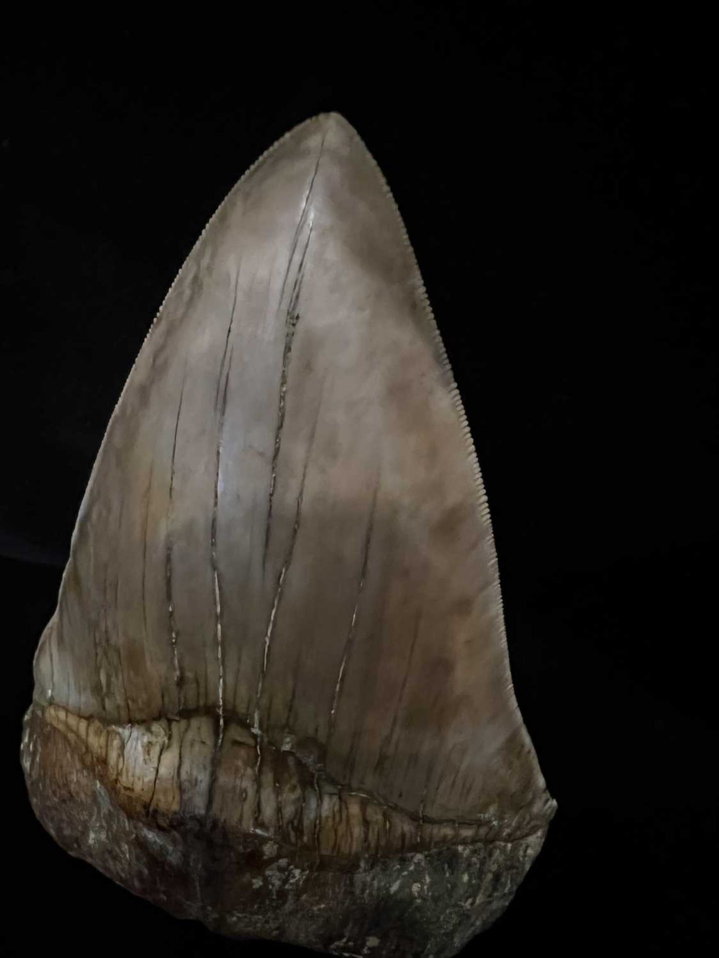 A LARGE FOSSILISED, EXTINCT MEGALODON SHARK TOOTH - Image 4 of 6