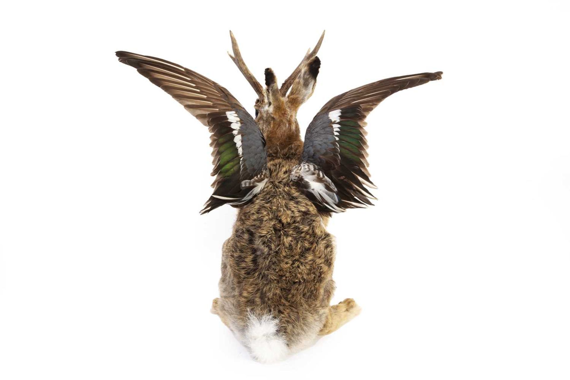 A TAXIDERMY 'WOLPERTINGER' - Image 3 of 3