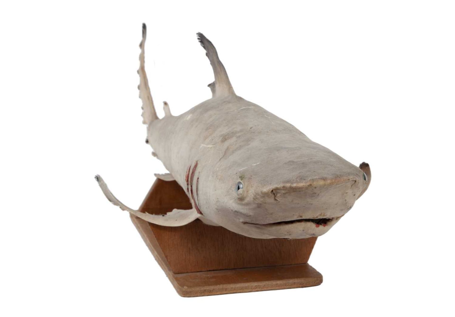 A TAXIDERMY BULL SHARK, JUVENILE FULL MOUNT - Image 3 of 3