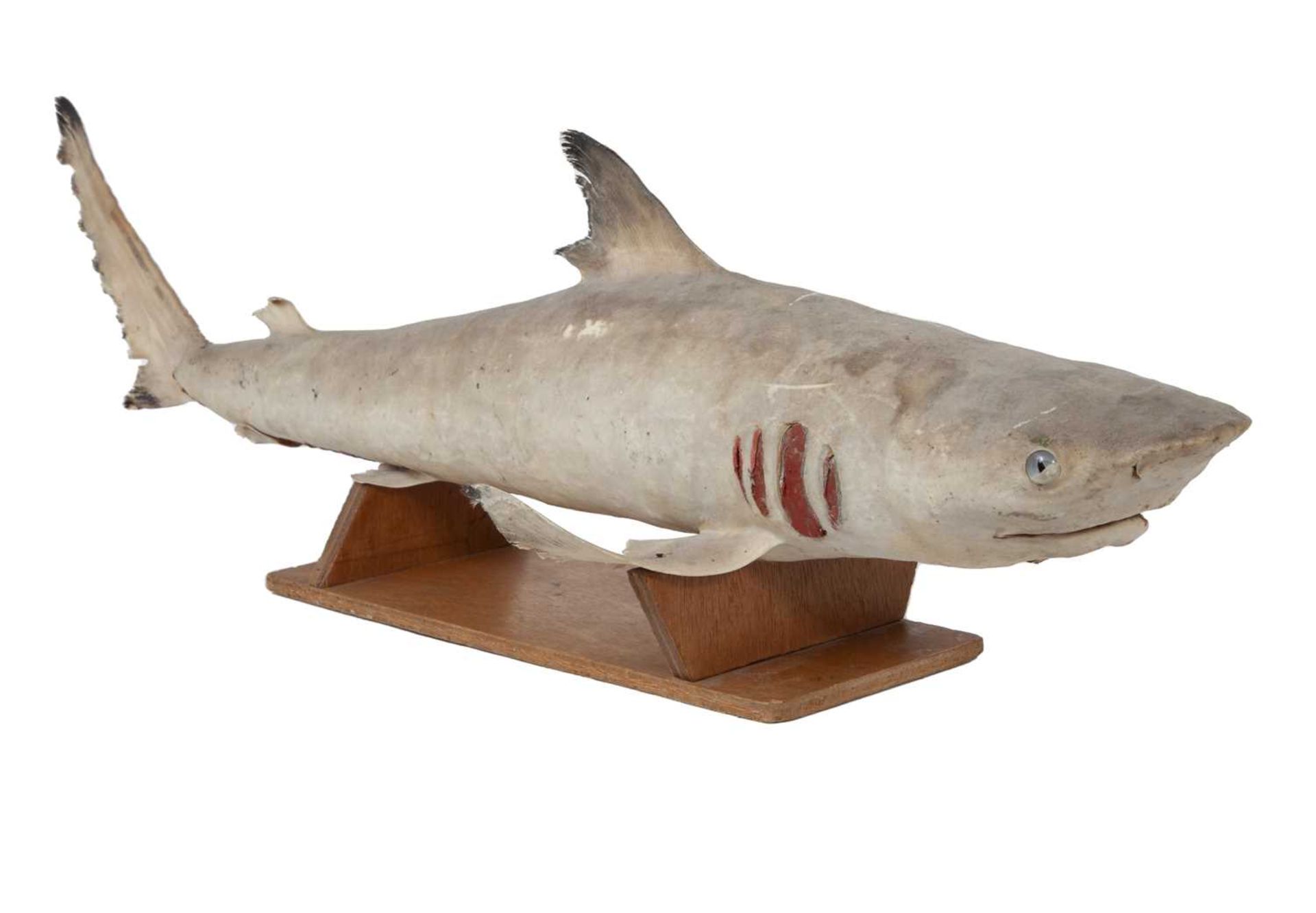 A TAXIDERMY BULL SHARK, JUVENILE FULL MOUNT - Image 2 of 3