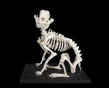 A FRENCH BULLDOG SKELETON (CANIS LUPUS FAMILIARIS)