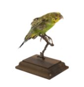 A TAXIDERMY GREEN BUDGERIGAR